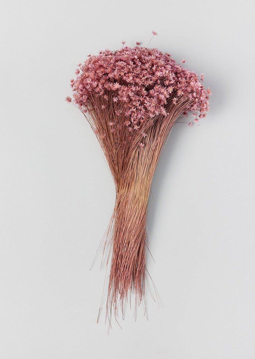 Pink Misty Dried Marcela Star Flower Bundle - 10-14